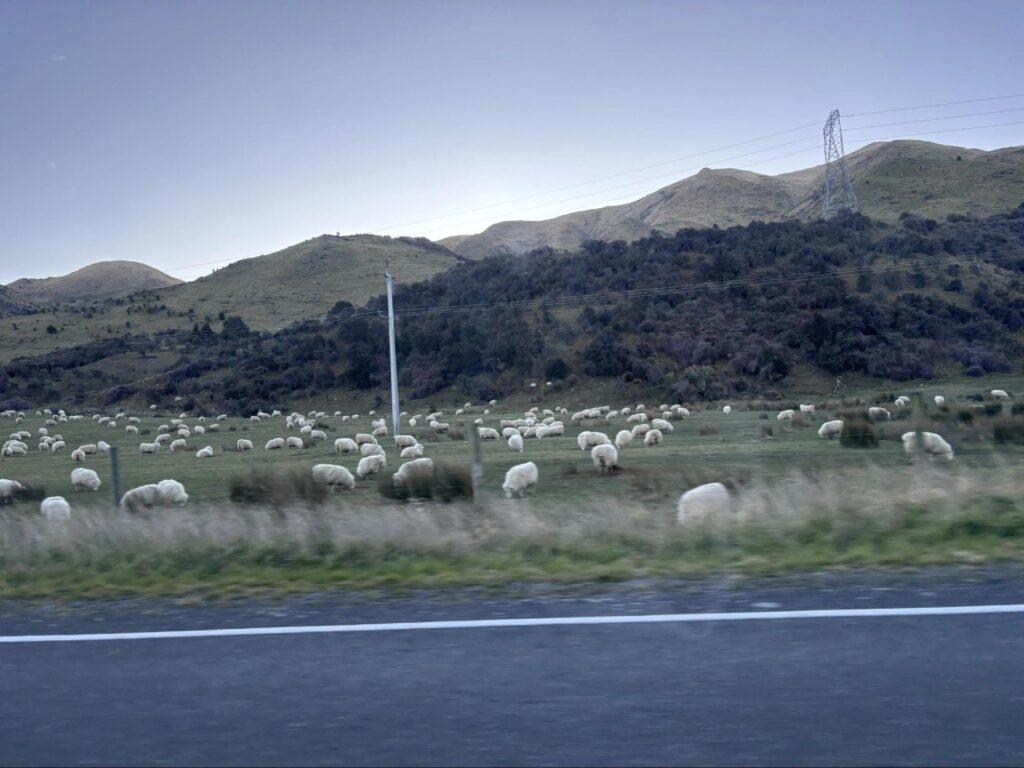 羊のいる風景